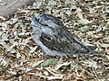 Tawny frogmouth