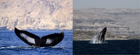 Critically endangered Arabian humpback whales (being the most isolated, and the only resident population in the world) off Dhofar, Oman