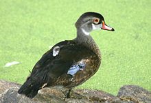 A photograph of a wood duck standing on a rock.