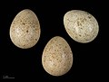 Eggs of Alectoris barbara - MHNT