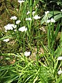 Allium neapolitanum