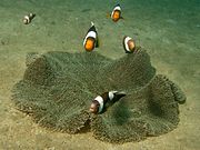 A. polymnus (Saddleback anemonefish)