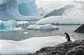 Image 15Few creatures make the ice shelves of Antarctica their habitat, but water beneath the ice can provide habitat for multiple species. Animals such as penguins have adapted to live in very cold conditions. (from Habitat)