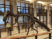 The Antrodemus skeleton (now Allosaurus) on display at Princeton's Department of Geosciences in Guyot Hall