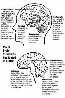 Two diagrams of major brain structures implicated in autism. The upper diagram shows the cerebral cortex near the top and the basal ganglia in the center, just above the amygdala and hippocampus. The lower diagram shows the corpus callosum near the center, the cerebellum in the lower rear, and the brain stem in the lower center.