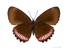 Museum specimen ♂ △ - Ventral side