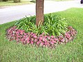 Bedding of Caladium Florida Sweetheart