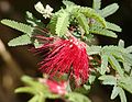 Calliandra californica