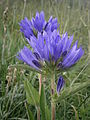 Campanula glomerata