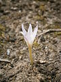 Colchicum alpinum opening