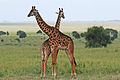 非洲塞伦盖蒂，是世界上规模最大和最著名的国家公园之一。