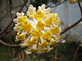 结香 (Edgeworthia chrysantha)