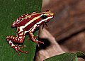 Image 16Phantasmal poison frog