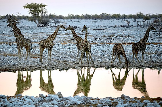 Group of giraffes (giraffa) drinking around sunset at Okaukuejo waterhole in Etosha. They are very careful and slow when drinking.