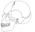 Human skull simplified no colors