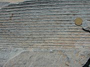 Sigillaria lycopod fossil, Joggins, Nova Scotia, Canada