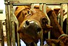 A cow of the Estonian Red breed has her nose close to the camera, investigating the lens.