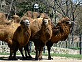 Bactrian camels (Camelus bactrianus)
