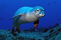 Hawaiian monk seal