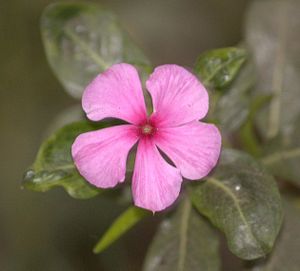 Common periwinkle plant in India
