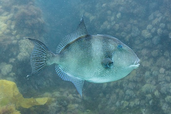 Grey triggerfish