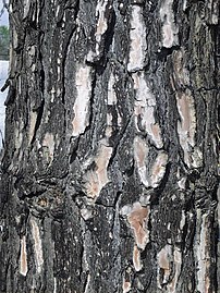 Bark