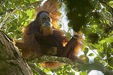 Orangutans in Tanjung Puting, Indonesia
