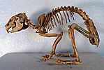 A Sardinian pika's mounted skeleton.
