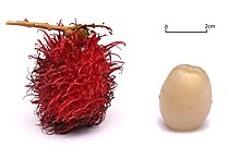 A fuzzy red fruit and a clear circular fruit