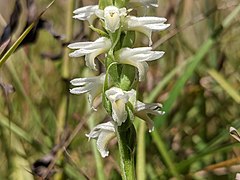 Spiranthes magnicamporum