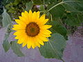 Sunflower at full blossom