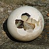 A Marginated Tortoise emerges from its shell.