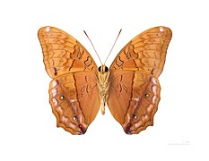 Museum specimen ♂ △ - Ventral side