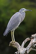 White faced heron03