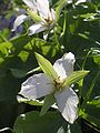 Trillium kamtschaticum　オオバナノエンレイソウ