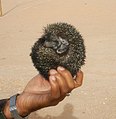 AB003 Hedgehog fully curled up in the hand