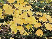 意大利枫（Acer opalus）的树叶