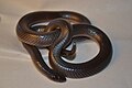 Atractaspis type species; southern stiletto snake (A. bibronii)