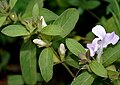 at Ananthagiri Hills, in Rangareddy district of Andhra Pradesh, India.