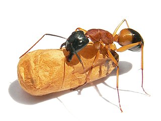 "food robbery and nest-plugging is known to occur" between the meat ant and its competitor, the banded sugar ant (pictured carrying a cocoon)