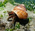 A hermit crab in a brown snail shell, on a seaweed-covered rock