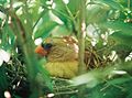 Female Cardinal on her nest.