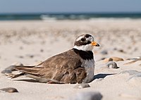 Ringed Plover (quality image)