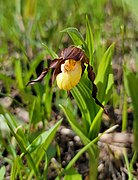 Cypripedium × andrewsii