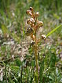 Dactylorhiza viridis