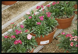 Pinks - Dianthus chinensis in color bowls