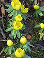 Eranthis hyemalis