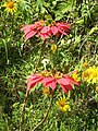 Euphorbia pulcherrima