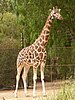 Rothschild's giraffe