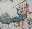 Johan Doppelmayr's celestial chart of Pavo, c. 1742